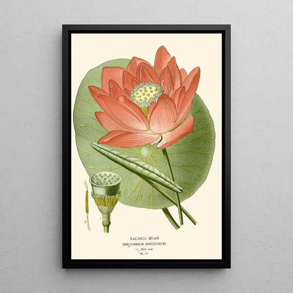 Sacred Bean Painting - Edward Step — framed artwork on a wall