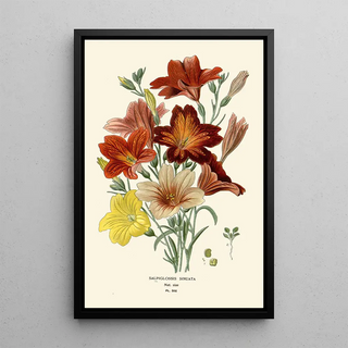 Salpiglossis Sinuata - Edward Step — framed artwork on a wall