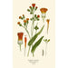 Scarlet Cacalia Painting - Edward Step — artwork view