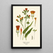 Scarlet Cacalia Painting - Edward Step — framed artwork on a wall