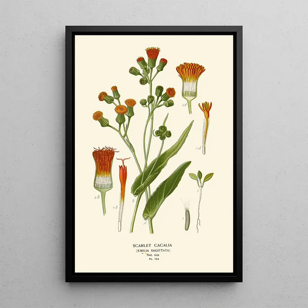 Scarlet Cacalia Painting - Edward Step — framed artwork on a wall