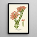 Crassula Scarlet - Edward Step — framed artwork on a wall