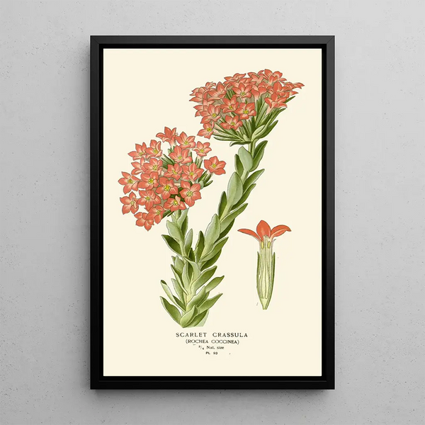 Crassula Scarlet - Edward Step — framed artwork on a wall