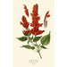 Scarlet Sage - Edward Step — artwork view