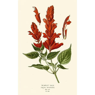 Scarlet Sage - Edward Step — artwork view
