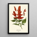 Scarlet Sage - Edward Step — framed artwork on a wall