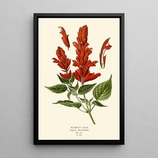 Scarlet Sage - Edward Step — framed artwork on a wall