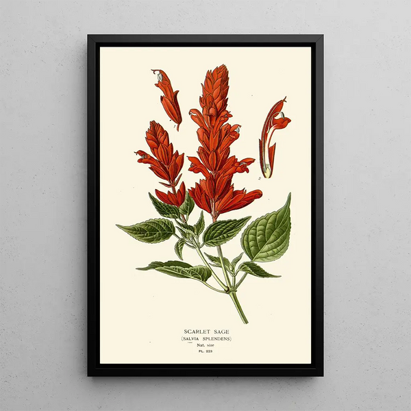 Scarlet Sage - Edward Step — framed artwork on a wall