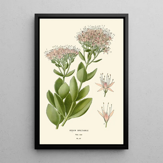 Reproduction of the painting Orpin Spectabile - Edward Step