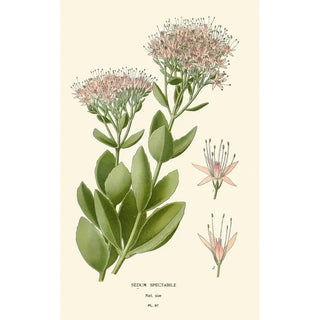 Reproduction of the painting Orpin Spectabile - Edward Step