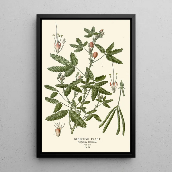 Reproduction of the painting Plant Sensitive - Edward Step