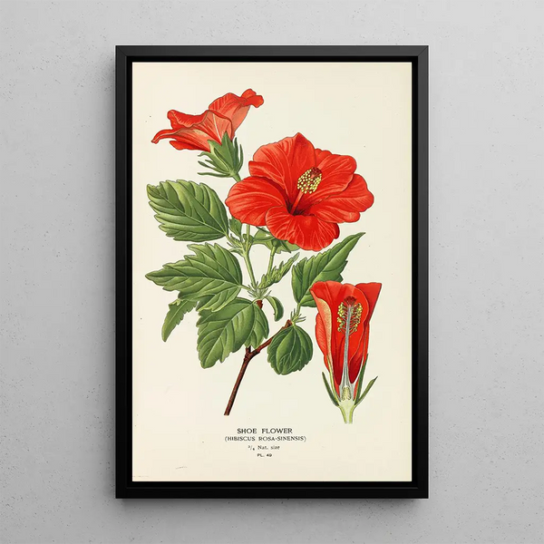Flower of Shoe - Edward Step — framed artwork on a wall