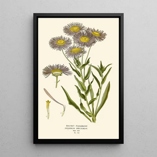 Vergerette Éclatante - Edward Step — framed artwork on a wall