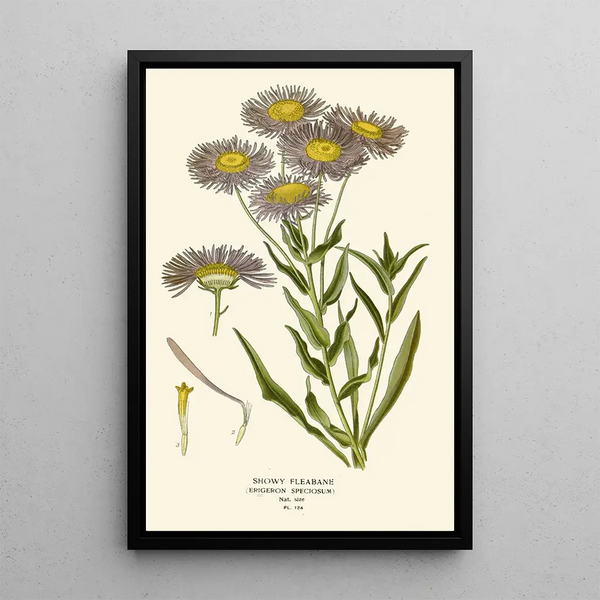 Vergerette Éclatante - Edward Step — framed artwork on a wall