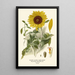 Reproduction of the painting Sunflower Painting with Silvered Leaves - Edward Step
