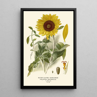 Reproduction of the painting Sunflower Painting with Silvered Leaves - Edward Step
