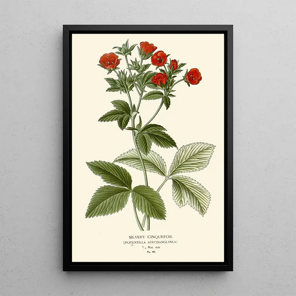 Reproduction of the painting Silver Potentilla Painting - Edward Step