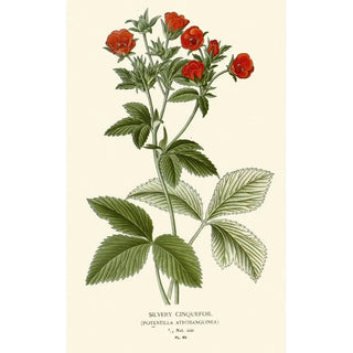 Reproduction of the painting Silver Potentilla Painting - Edward Step