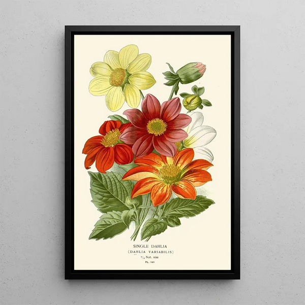 Reproduction of the painting Dahlia Simple - Edward Step