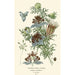 Nigelle d'Espagne - Edward Step — artwork view
