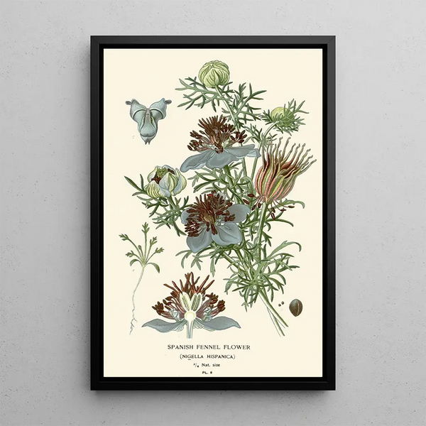Nigelle d'Espagne - Edward Step — framed artwork on a wall
