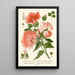 Reproduction of the painting Mauve d'Espagne Maloppe à Grandes Fleurs - Edward Step