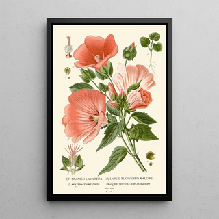 Reproduction of the painting Mauve d'Espagne Maloppe à Grandes Fleurs - Edward Step