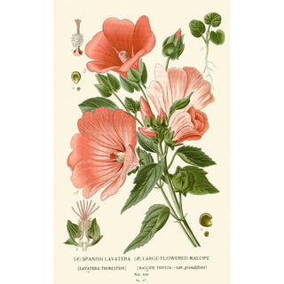 Reproduction of the painting Mauve d'Espagne Maloppe à Grandes Fleurs - Edward Step
