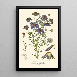 Marguerite du Fleuve Swan - Edward Step — framed artwork on a wall
