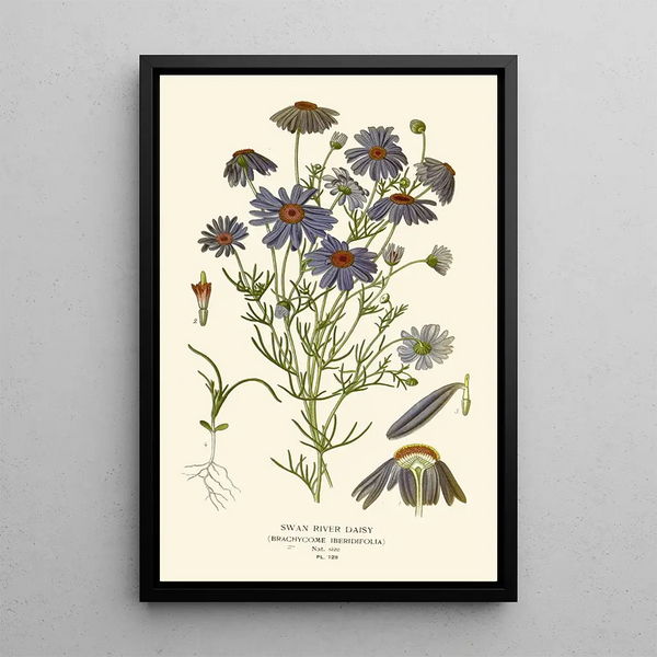 Marguerite du Fleuve Swan - Edward Step — framed artwork on a wall