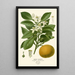 Orange Sweet Painting - Edward Step — framed artwork on a wall