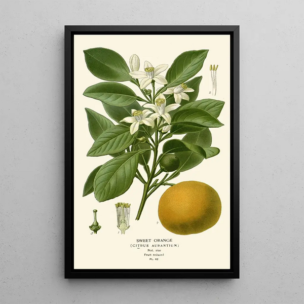 Orange Sweet Painting - Edward Step — framed artwork on a wall