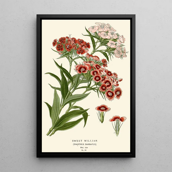 Œillet de Poète - Edward Step — framed artwork on a wall