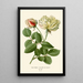 Reproduction of the painting Rose Thé Painting - Edward Step