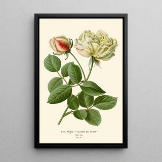 Reproduction of the painting Rose Thé Painting - Edward Step
