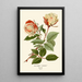 Reproduction of the painting Rose Thé Safrano Painting - Edward Step