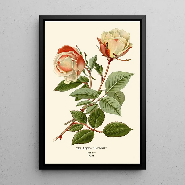 Reproduction of the painting Rose Thé Safrano Painting - Edward Step