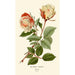 Reproduction of the painting Rose Thé Safrano Painting - Edward Step