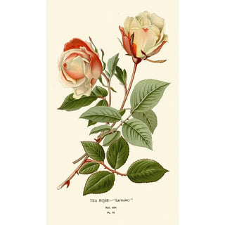Reproduction of the painting Rose Thé Safrano Painting - Edward Step
