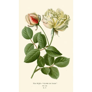 Reproduction of the painting Rose Thé Painting - Edward Step
