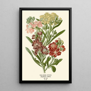 Garden Gillyflower Painting - Edward Step — framed artwork on a wall