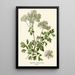 Reproduction of the painting Pigamon à Feuilles d'Aquilegia - Edward Step