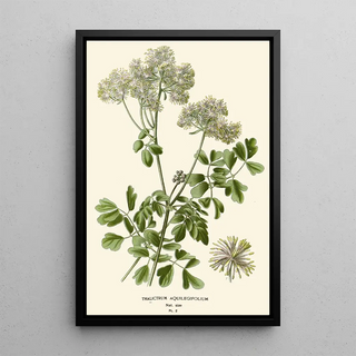 Reproduction of the painting Pigamon à Feuilles d'Aquilegia - Edward Step