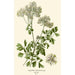 Reproduction of the painting Pigamon à Feuilles d'Aquilegia - Edward Step