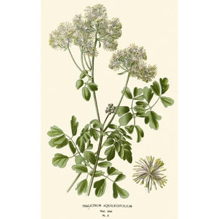 Reproduction of the painting Pigamon à Feuilles d'Aquilegia - Edward Step