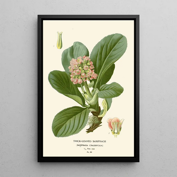 Saxifrage à feuilles épaisses - Edward Step — framed artwork on a wall