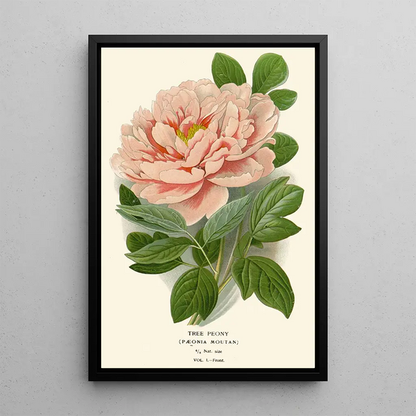 Peony Shrub Painting - Edward Step — framed artwork on a wall