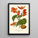Begonia tuberhybrida - Edward Step — framed artwork on a wall