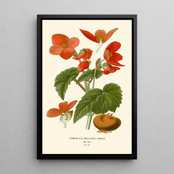 Begonia tuberhybrida - Edward Step — framed artwork on a wall