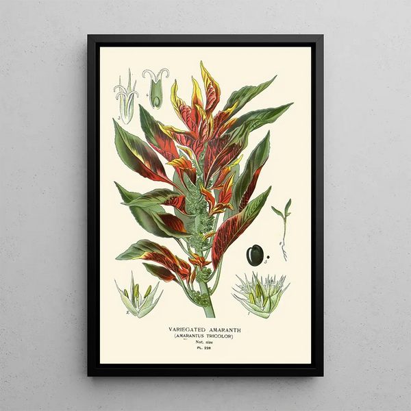 Reproduction of the painting Amaranth Mixed Painting - Edward Step